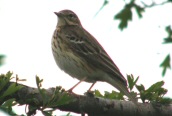 Tree Pipit